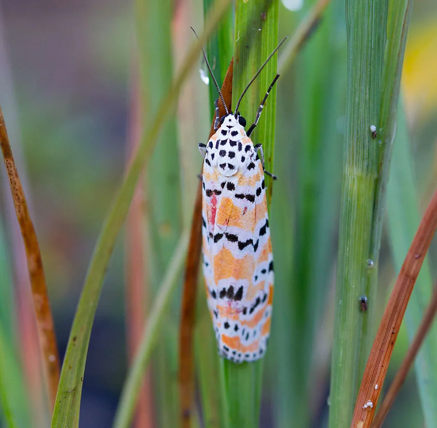 Ornate Moth (Bella Moth)