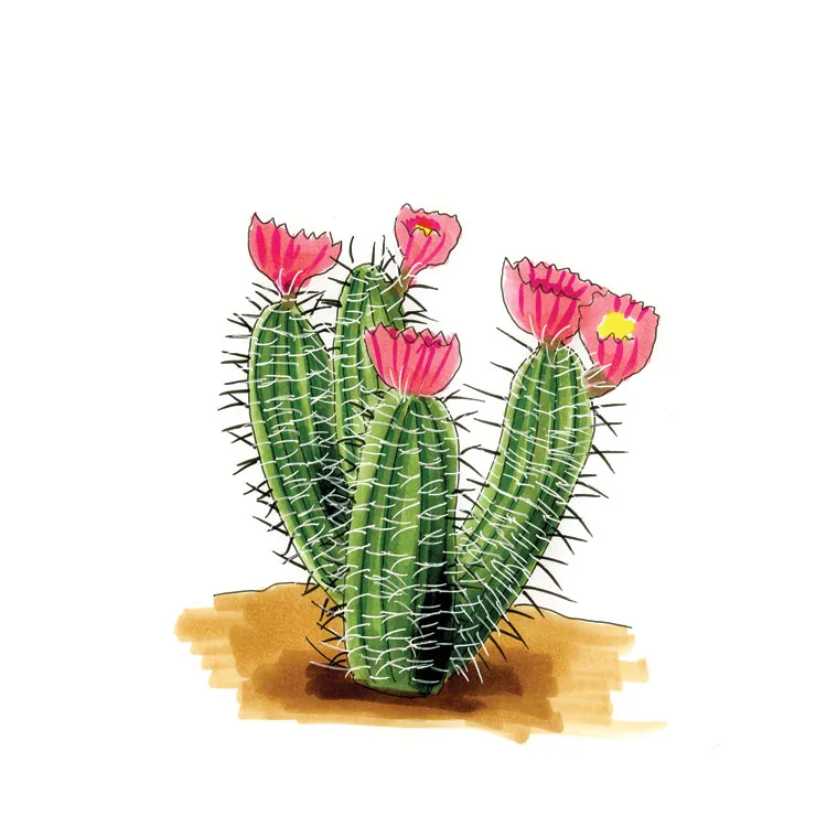 Watercolor illustration of a pinkflower hedgehog cactus (Echinocereus fendleri), several upright spiny stems topped with bright pink blooms.