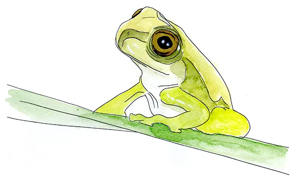Watercolor and Copic marker sketch of a Plain-colored Treefrog (Boana pellucens), by Erik Gauger.