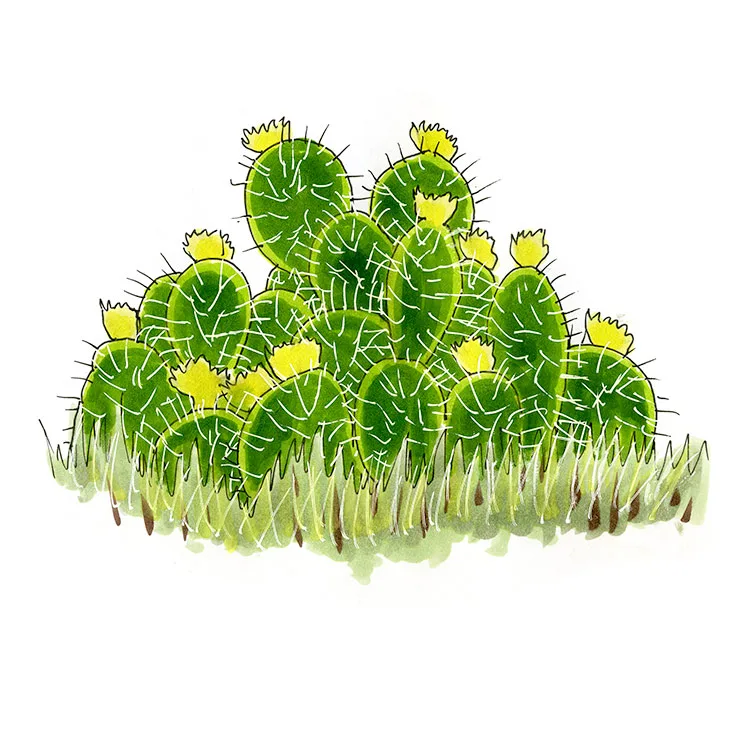 Watercolor illustration of a plains pricklypear (Opuntia engelmannii), a broad clump of round pads with yellow flowers rising from grass.