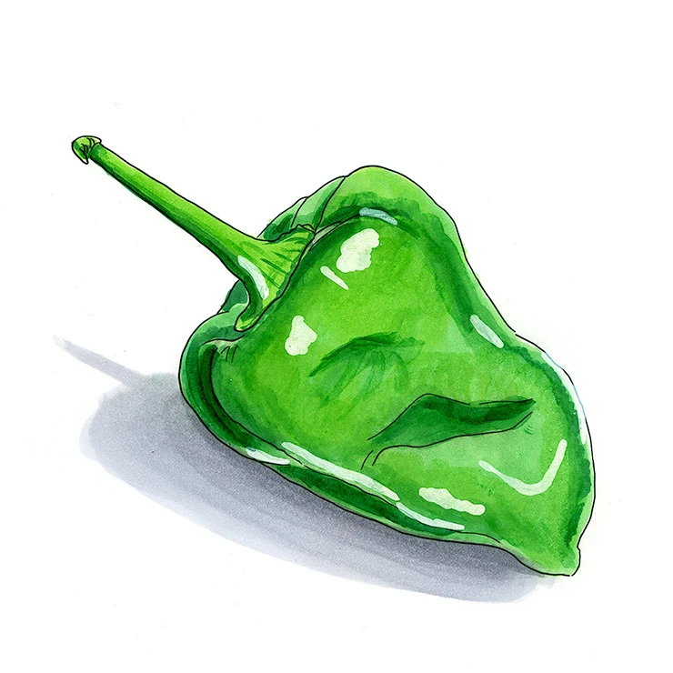 Poblano pepper illustrated in watercolor and ink on a white background