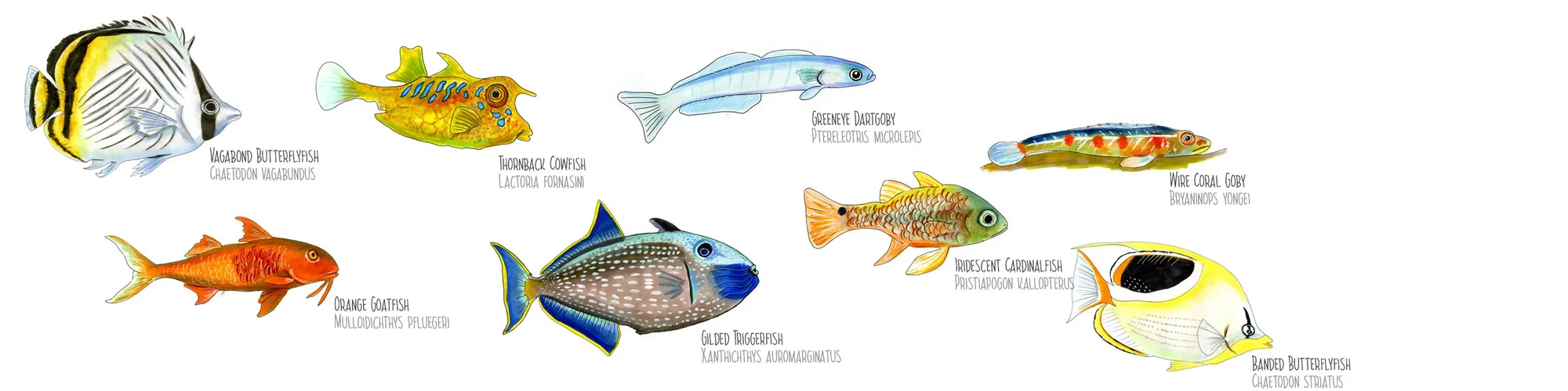 Watercolor plate of Polynesian reef fish, including a butterflyfish, a cowfish, a squirrelfish and a triggerfish, labeled by species.