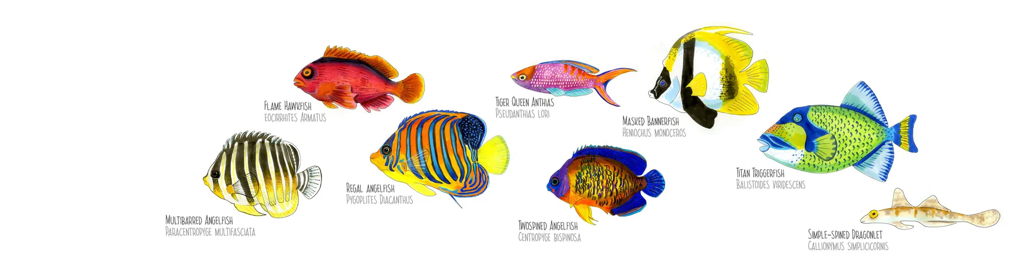 Watercolor plate of Polynesian reef fish, including a flame angelfish, a regal angelfish, a Moorish idol and a parrotfish, labeled by species.