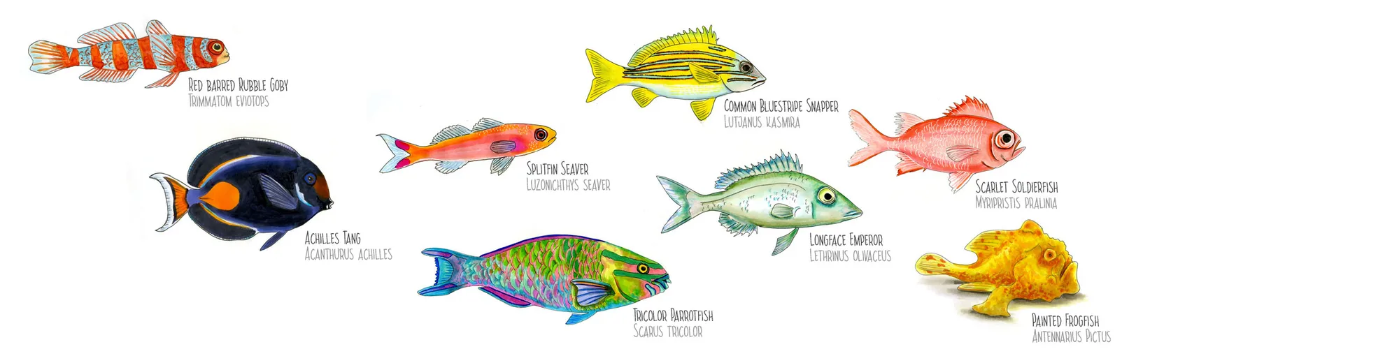 Watercolor plate of Polynesian reef fish, including a clownfish, a blue tang, a snapper and a wrasse, labeled by species.