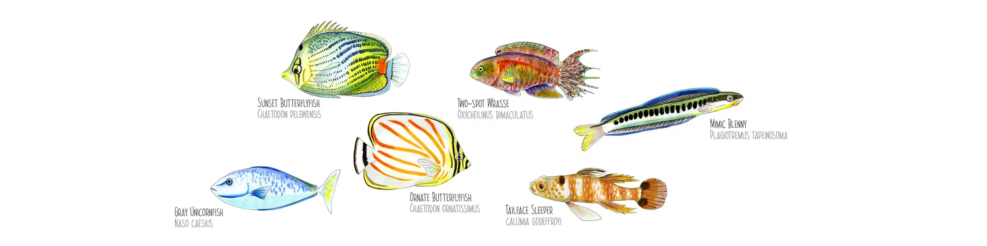 Watercolor plate of Polynesian reef fish — butterflyfish, wrasse and damselfish
