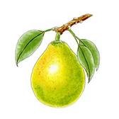 Illustration of a pomelo — Vendicari and the Citrus Before Time, Part V of The Citrus Kingdom