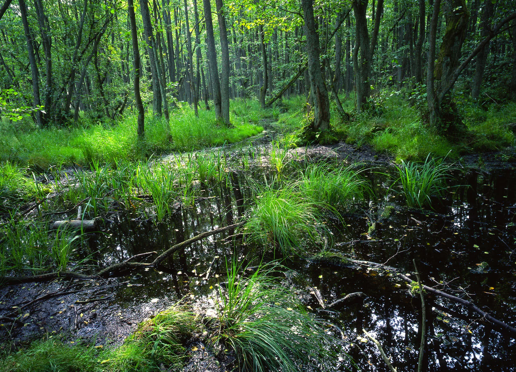 A lush green alder swamp forest with a dark, still stream winding through grassy hummocks, Pomerania