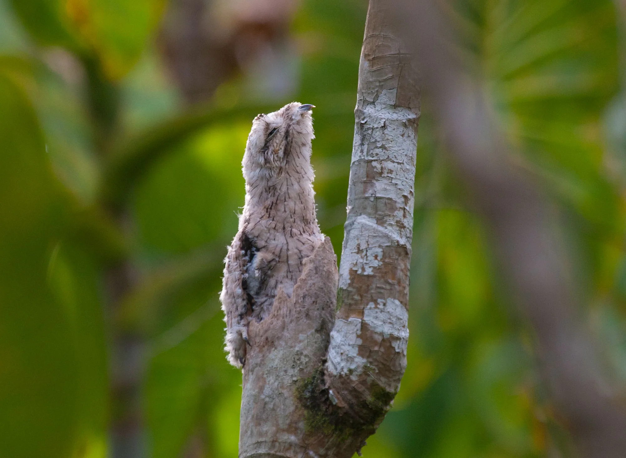 A close-up of a juvenile Common Potoo, which looks like the broken end of a tree branch