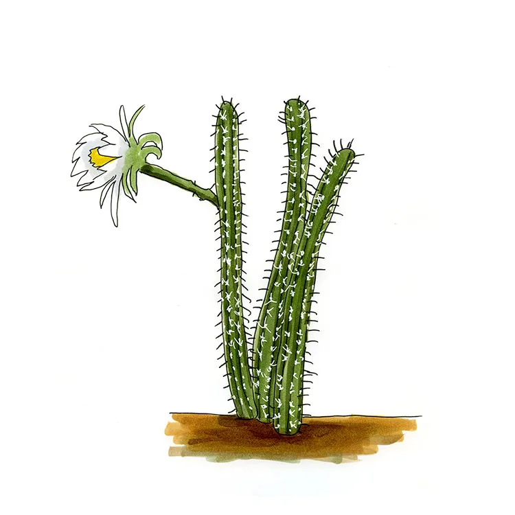 Watercolor illustration of a prickly applecactus (Harrisia aboriginum), slender ribbed columns with a single white flower.