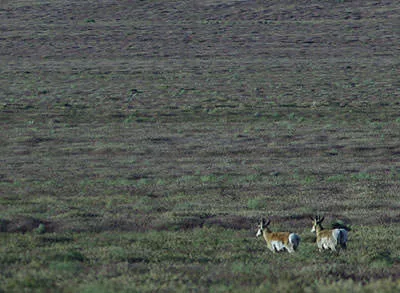 Two pronghorn (Antilocapra americana) running across a broad green field.