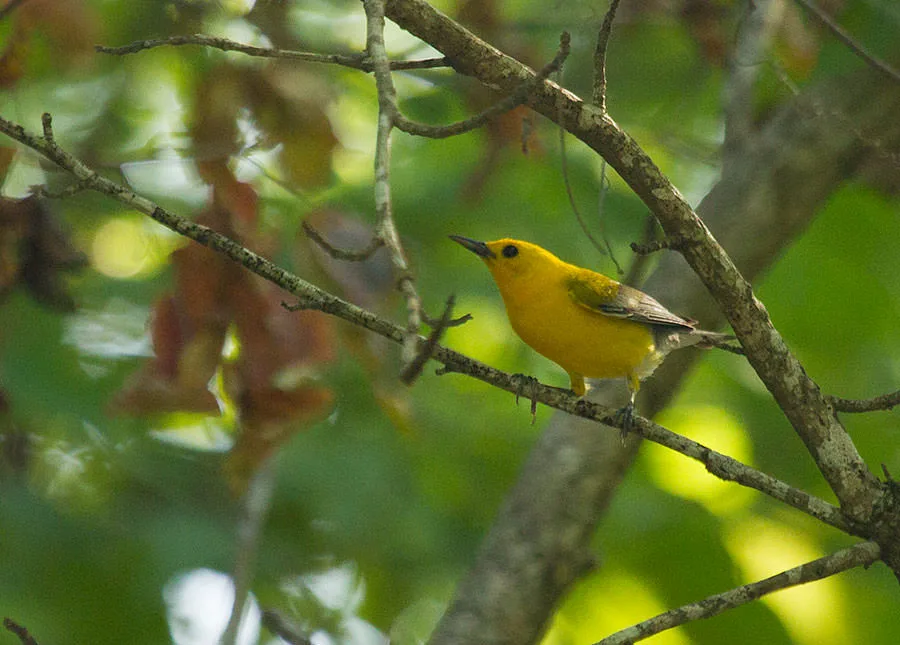 A prothonotary warbler, brilliant yellow with blue-grey wings, perched on a branch in dappled light