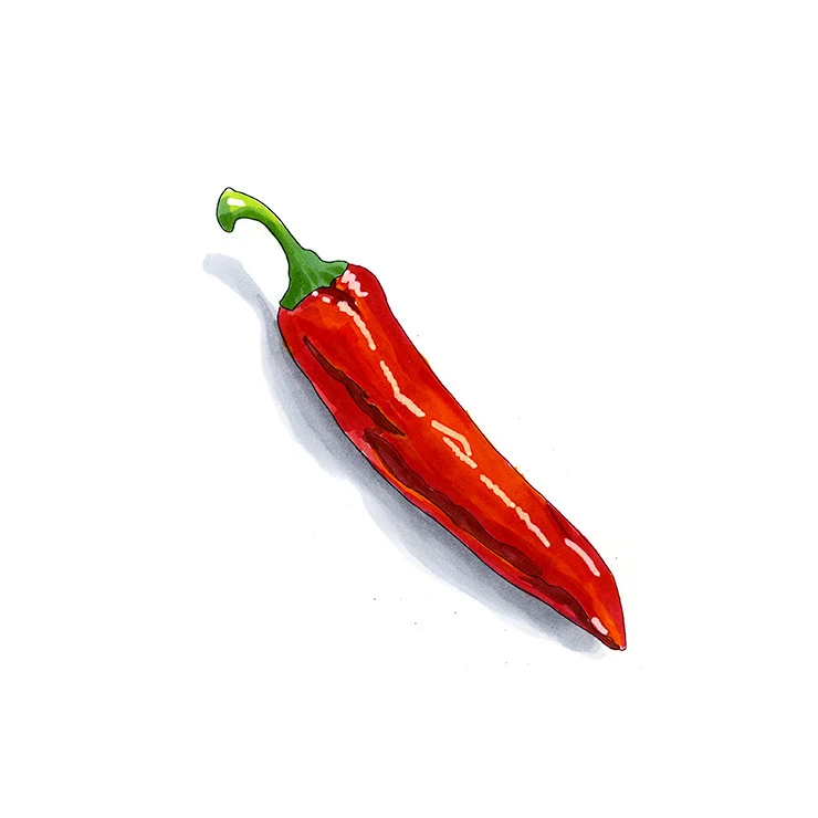 Puya pepper illustrated in watercolor and ink on a white background