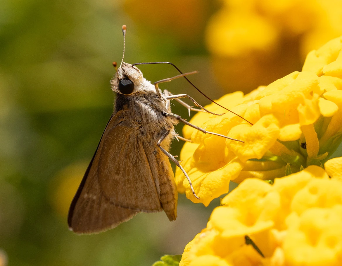 Pygmy Skipper (Gegenes pumilio), Vittoria, Sicily, Italy