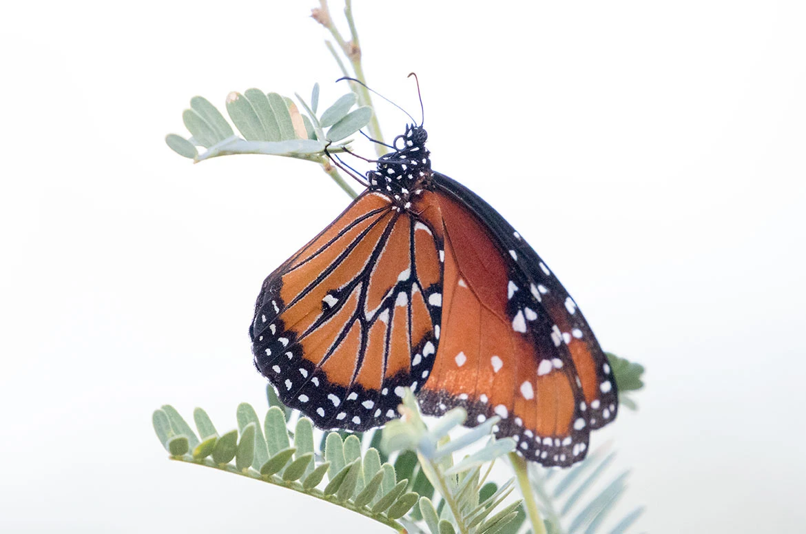 Queen Butterfly (Danaus gillipus), Oro Valley, Arizona