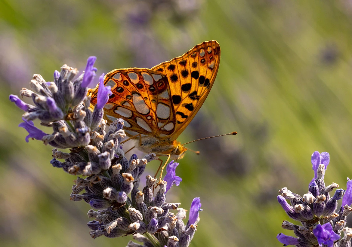 Queen of Spain Fritillary (Issoria lathonia), near Motovun, Istria, Croatia