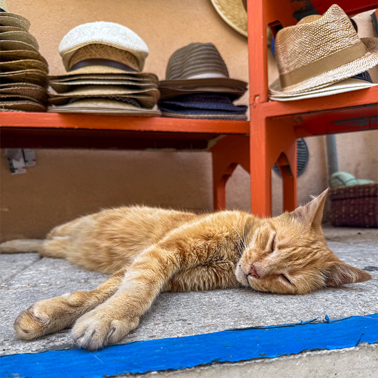 Cat sleeping through the afternoon heat at a hat shop in Ragusa, Sicily.