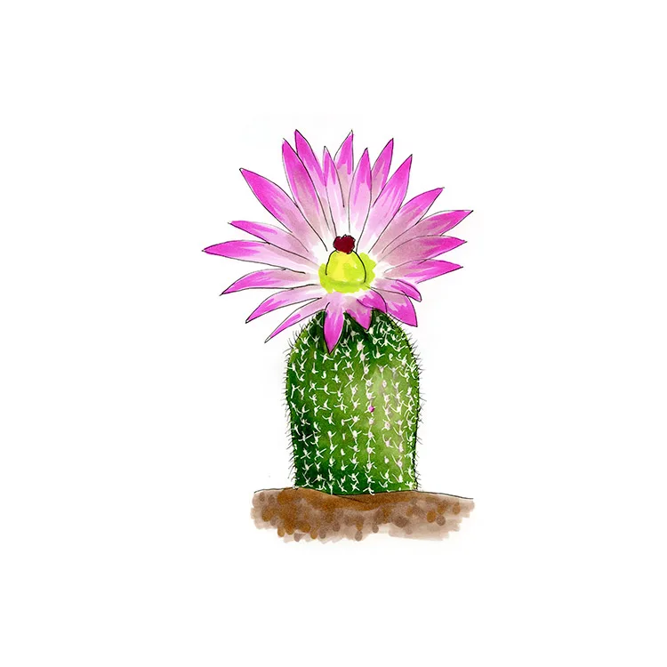 Watercolor illustration of a rainbow hedgehog cactus (Echinocereus pectinatus), a small cylindrical stem with a large magenta flower.