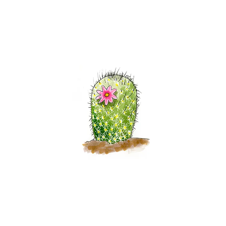 Watercolor illustration of a rat-tail nipple cactus (Mammillaria pottsii), a small yellow-green cylinder with a tiny pink flower.
