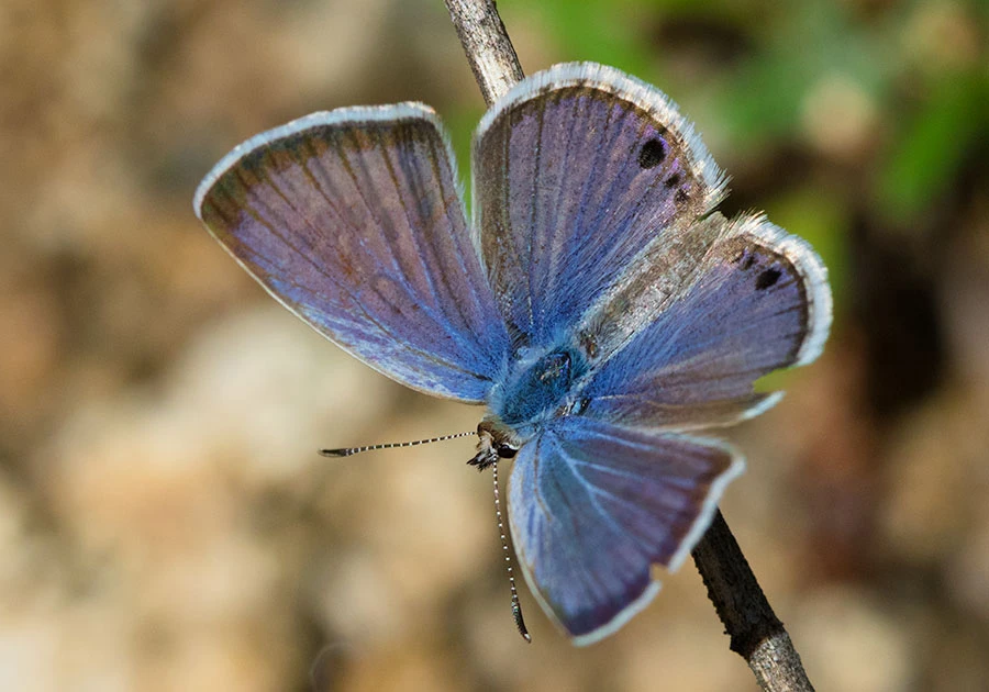 Reakirt's Blue (Echinargus isola), Madera Canyon, Arizona