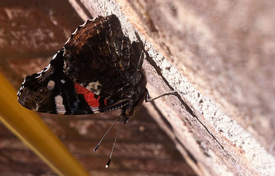 Red Admiral (Vanessa atalanta), Oregon