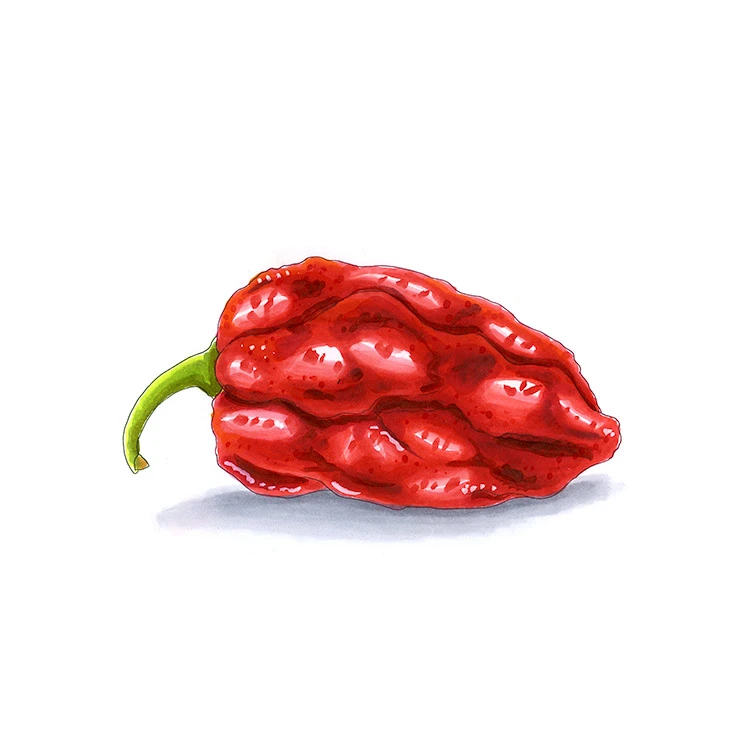 Red Congo pepper illustrated in watercolor and ink on a white background
