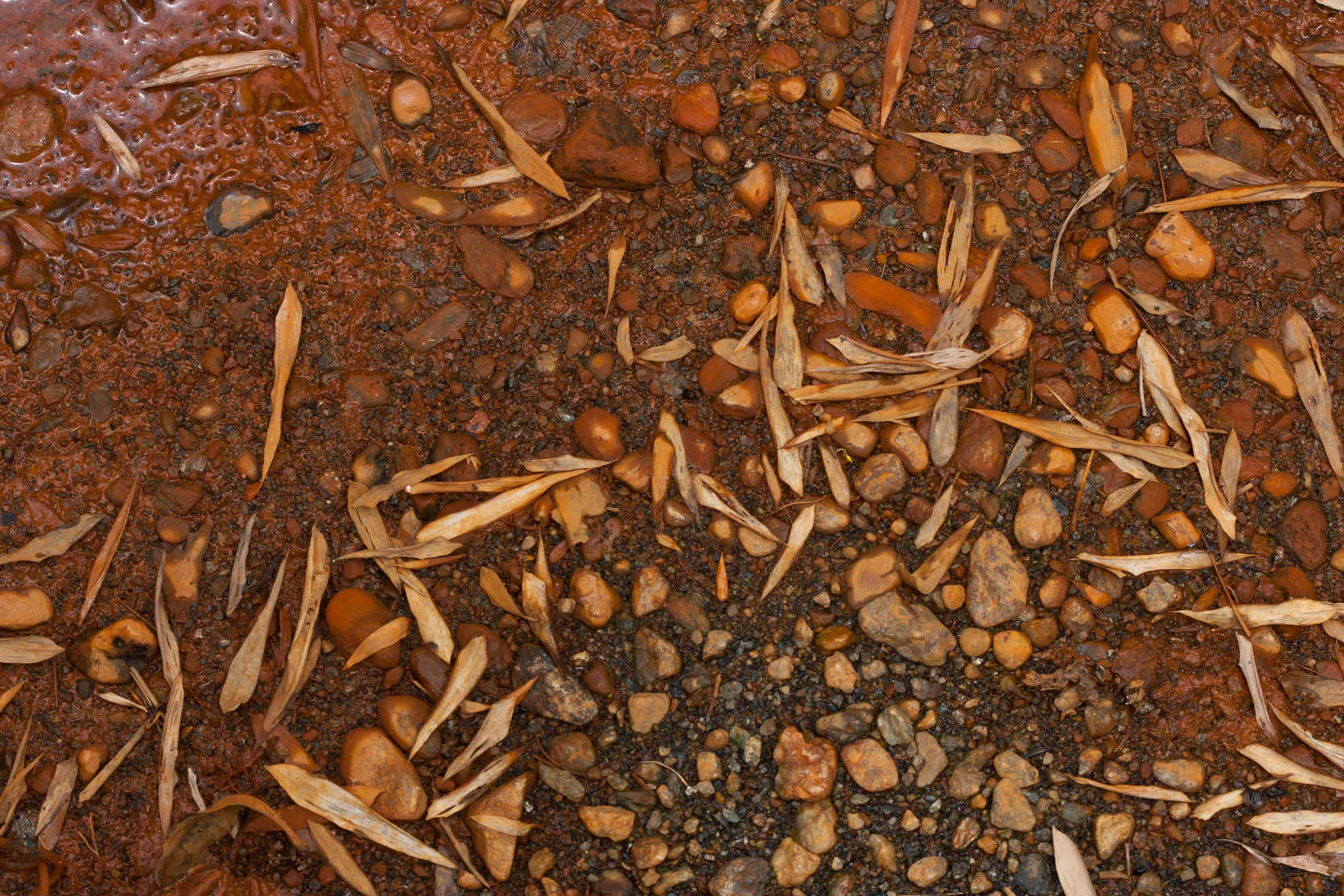 Close-up of wet red earth scattered with pebbles and dry seed husks