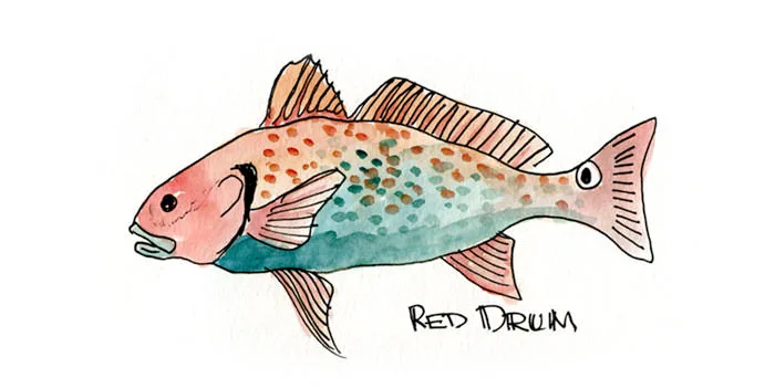 Ink and watercolor sketch of a red drum (Sciaenops ocellatus), labeled "Red Drum," with speckled pink and teal scales.