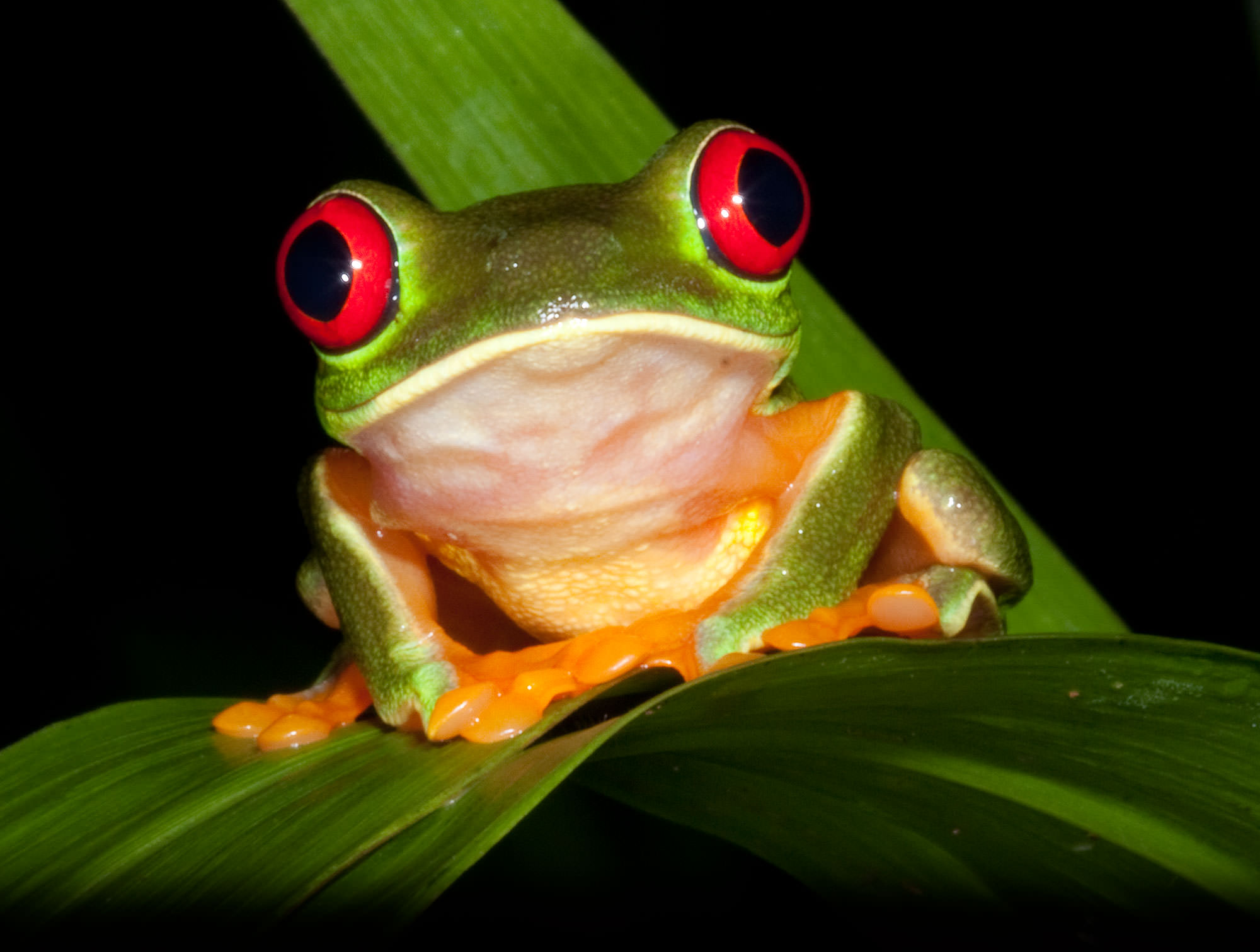 Red Eyed Leaf Frog
