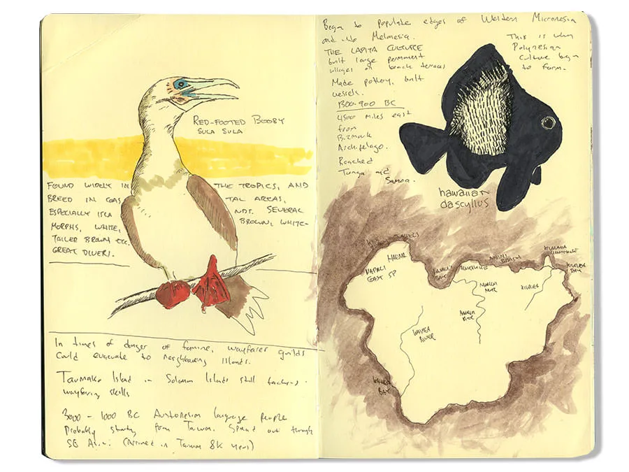 Sketch of a red-footed booby