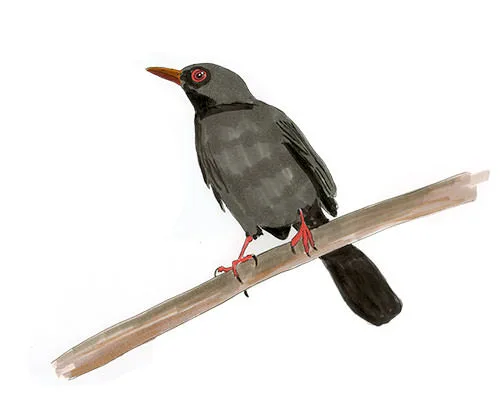 Watercolor and Copic marker sketch of a Western Red-legged Thrush (Turdus plumbeus), by Erik Gauger.