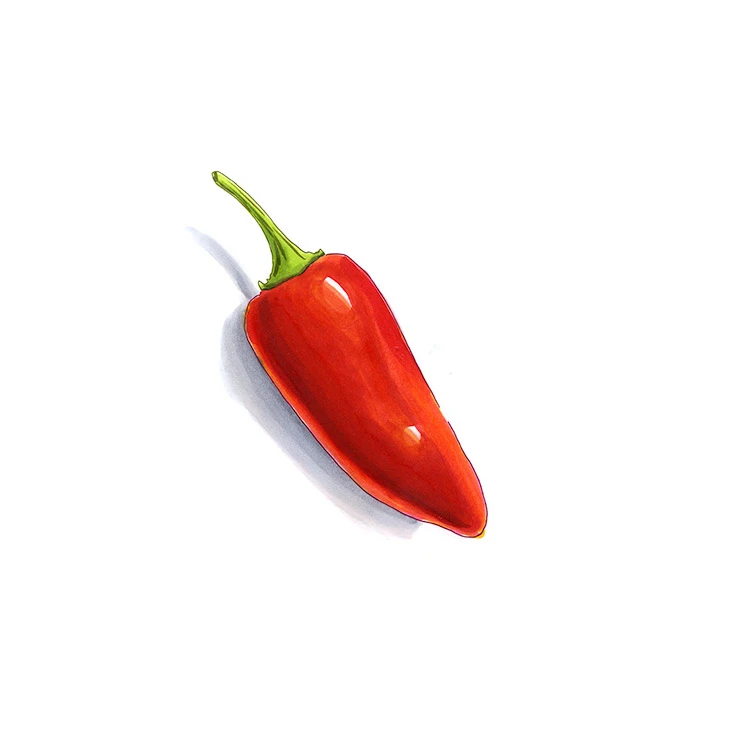 Red Missile pepper illustrated in watercolor and ink on a white background