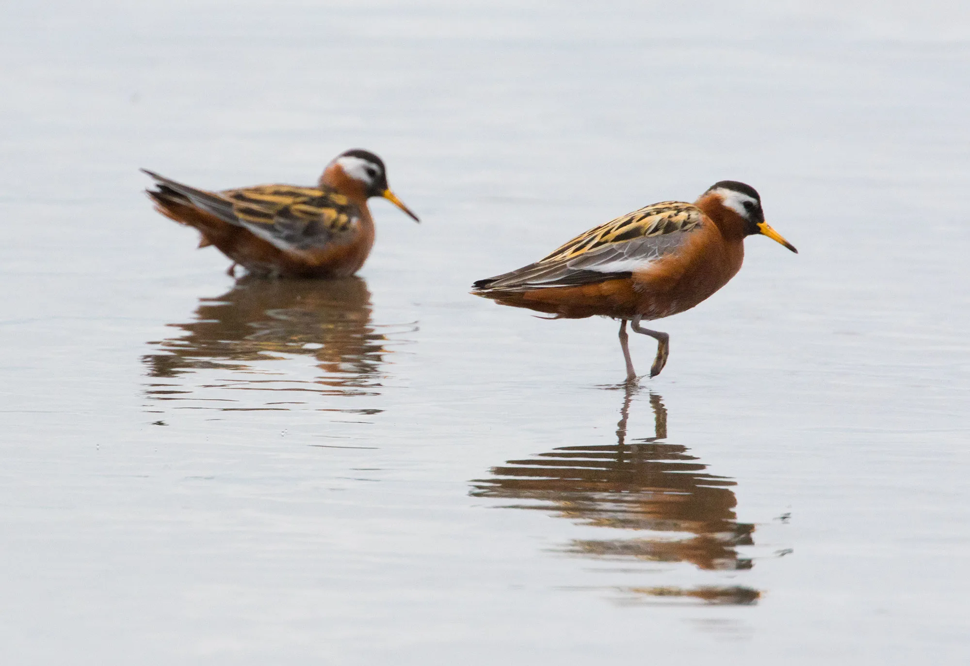 Two Red Phalaropes in rusty plumage wading on a pale, wet beach, soft reflections below