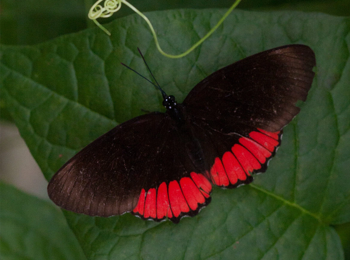 Red Rim (Biblis hyperia), Napo River, Ecuador