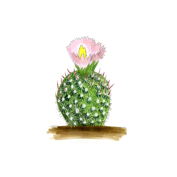 Watercolor illustration of a redspine butterfly cactus (Echinomastus erectocentrus), a round spiny cactus topped with a pale pink flower.