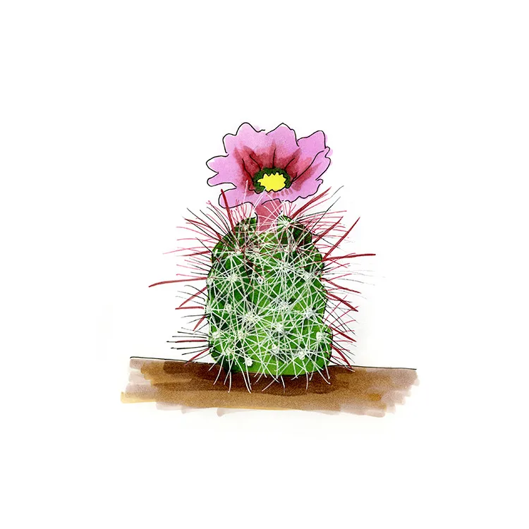 Watercolor illustration of a redspined fishhook cactus (Sclerocactus polyancistrus), a barrel bristling with long red spines and a magenta flower.