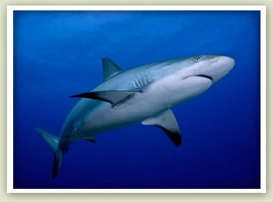 Reef Shark