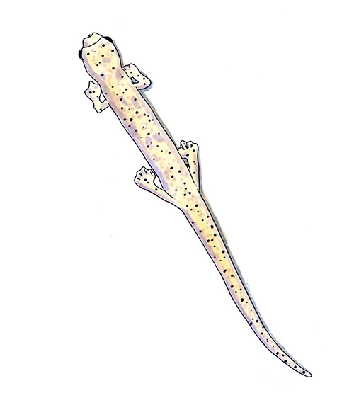 Ridge-headed Salamander (Bolitoglossa striatula) — Copic and watercolor study of a slender, pale salamander from Costa Rica's Cartago Province, shown from above with fine speckling, elongated tail, and subtly raised cranial ridge.