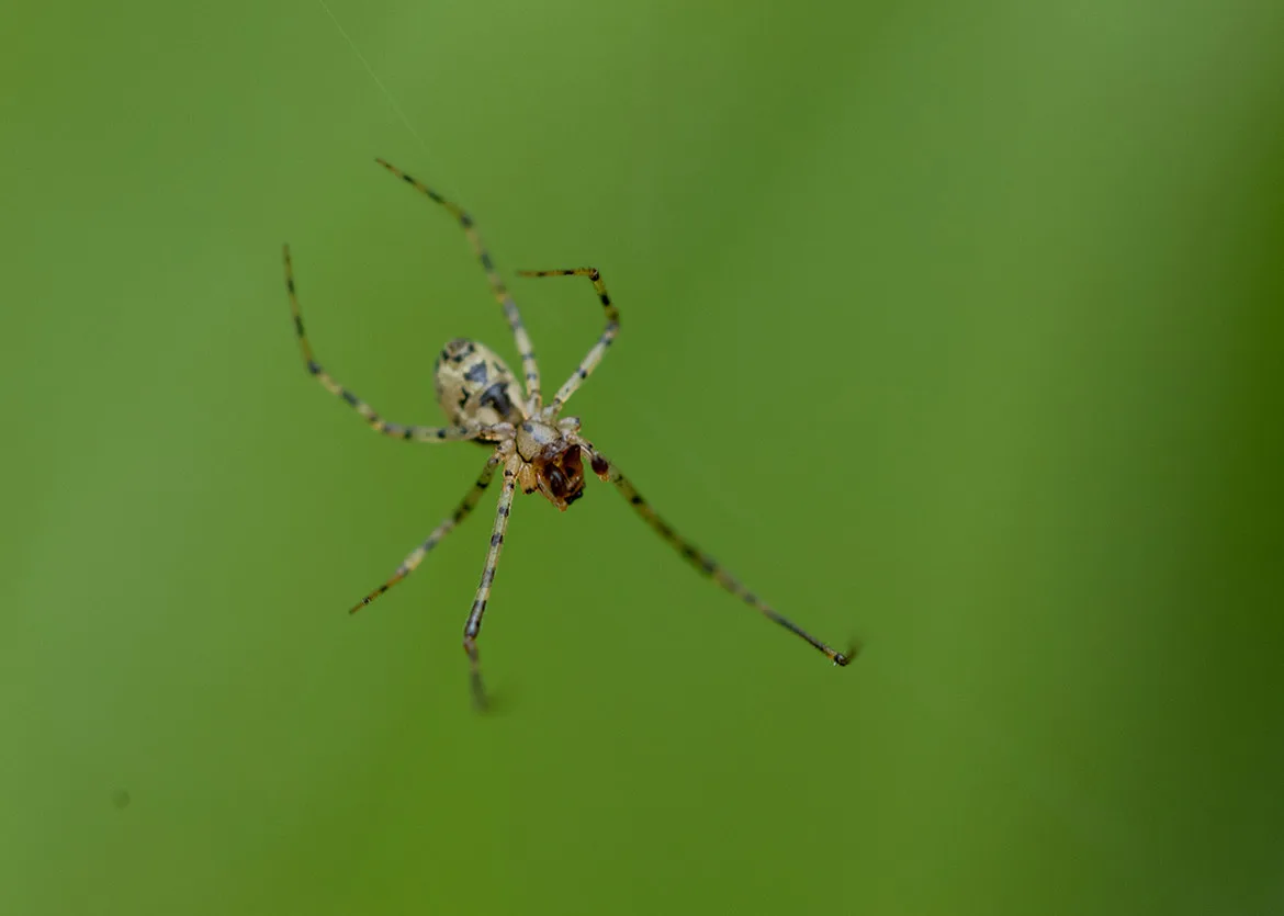 Unidentified orb-weaving spider from Ridgefield National Wildlife Refuge, Washington suspended on silk line