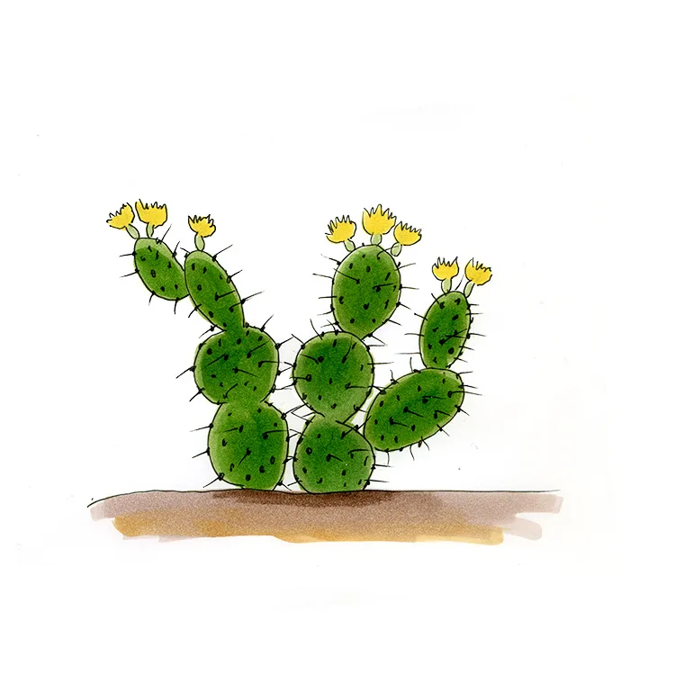 Watercolor illustration of a Rio Grande prickly pear (Opuntia aureispina), flat green pads edged with small yellow flowers.