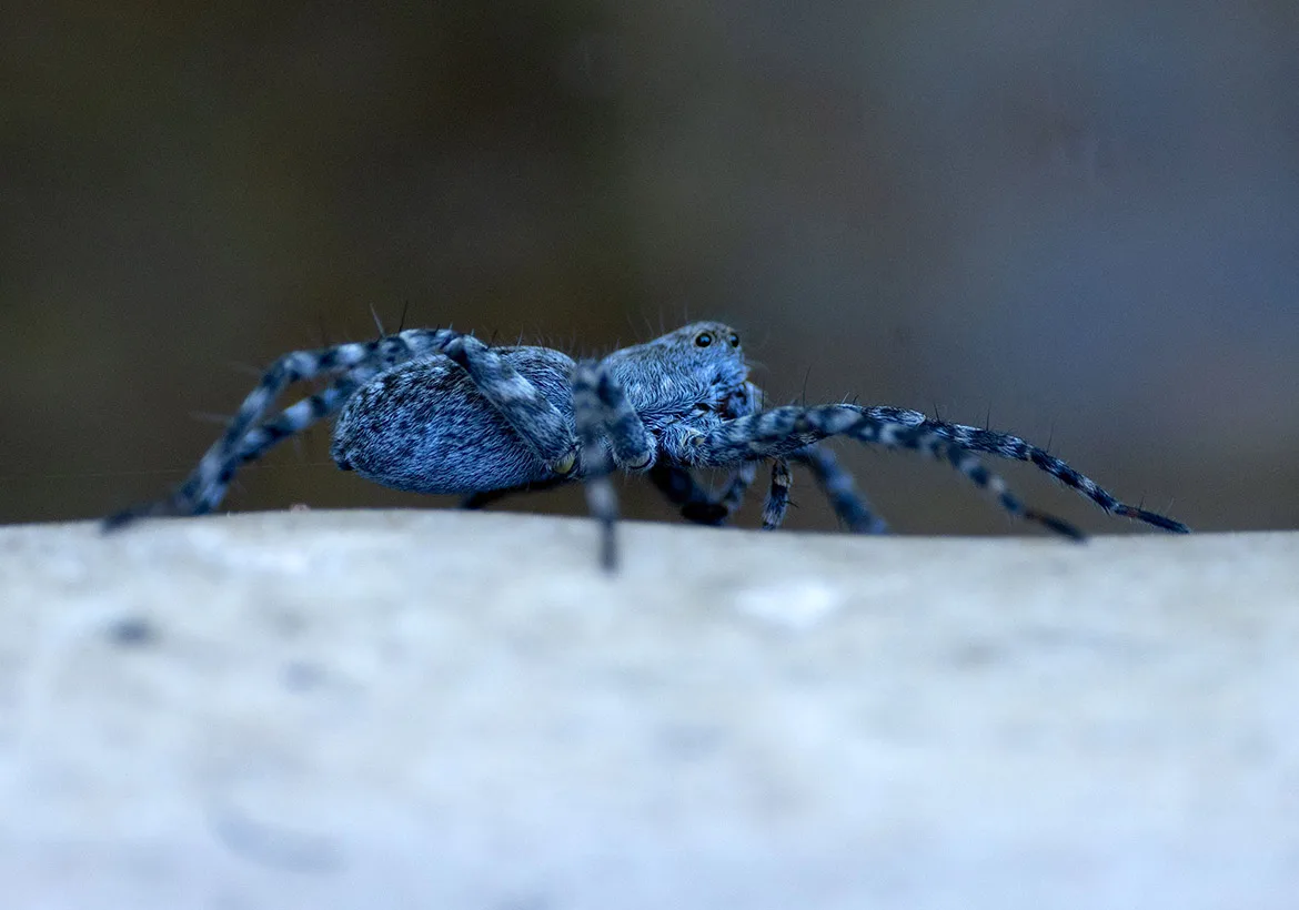 River Bank Wolf Spider (Pardosa xerampelina) on a streamside rock