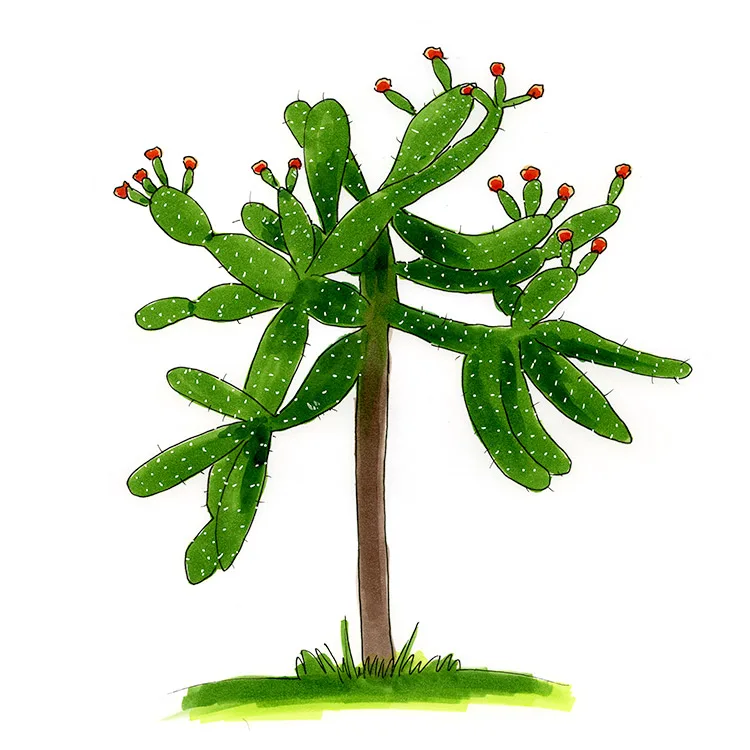 Watercolor illustration of a road kill cactus, a small tree with a brown trunk and spreading green pads tipped with red flowers.
