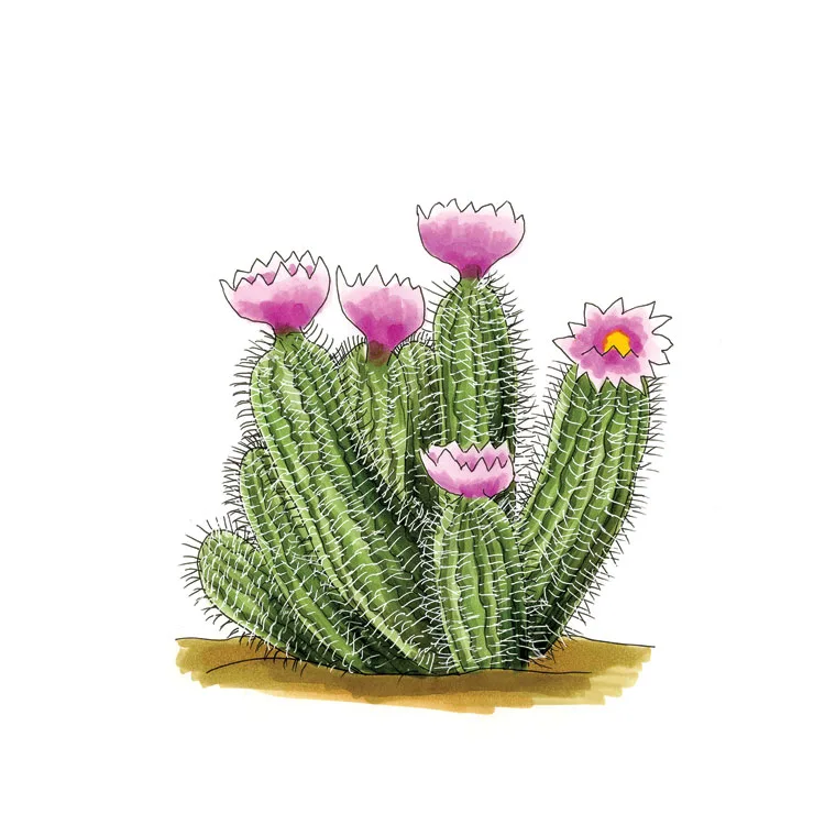 Watercolor illustration of a robust hedgehog cactus (Echinocereus fasciculatus), a clump of spiny columns with pink cup-shaped flowers.