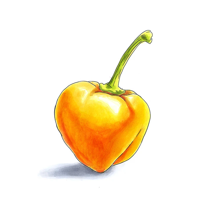 Rocoto Amarillo pepper illustrated in watercolor and ink on a white background
