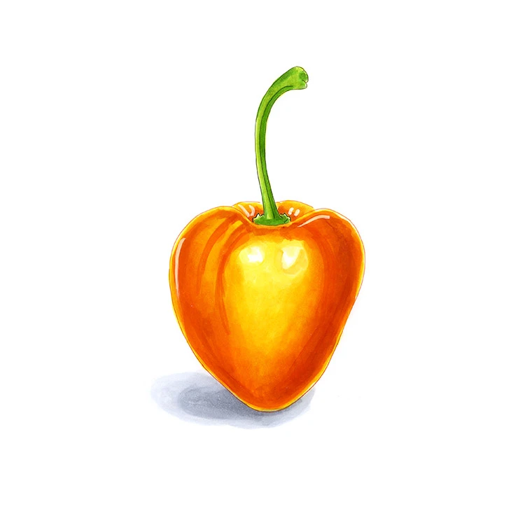 Rocoto Cusco pepper illustrated in watercolor and ink on a white background