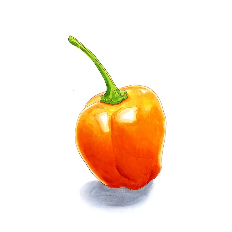 Rocoto Orange pepper illustrated in watercolor and ink on a white background