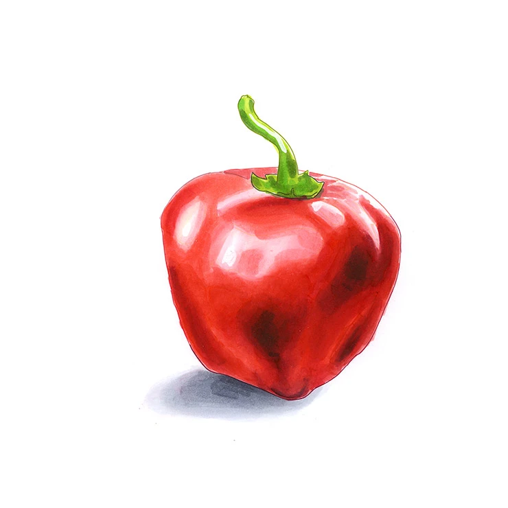 Rocoto Rojo pepper illustrated in watercolor and ink on a white background