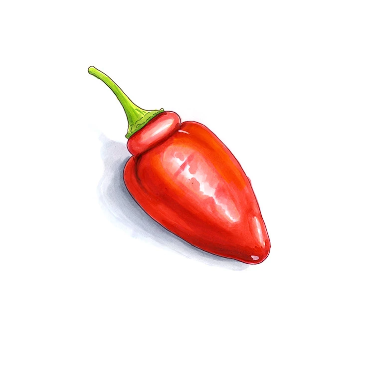 Rocoto San Isidro pepper illustrated in watercolor and ink on a white background