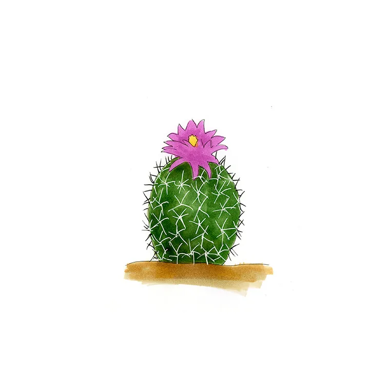 Watercolor illustration of a rose devil's claw cactus (Sclerocactus whipplei), a small round cactus with a single magenta flower.
