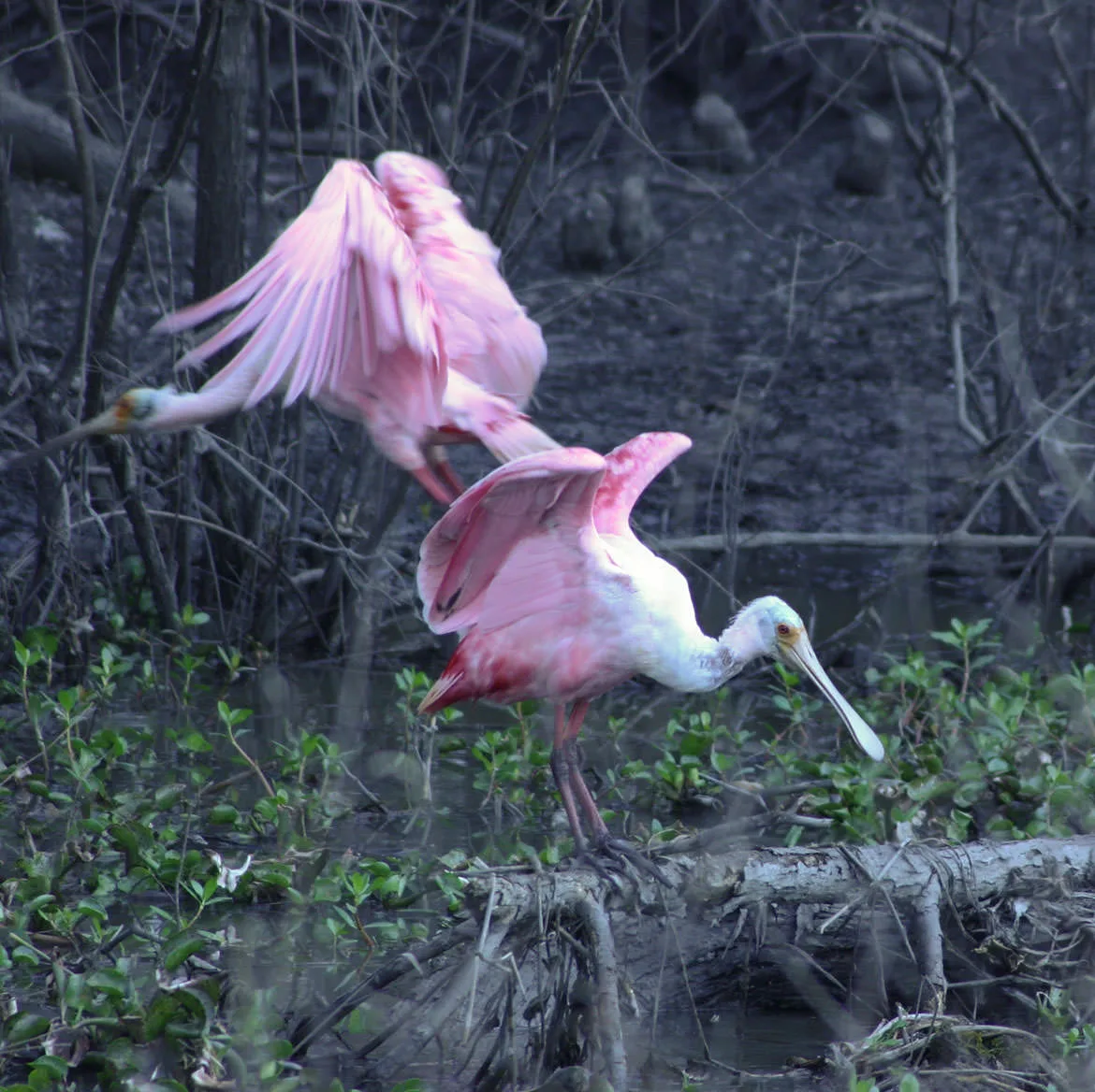 Two pink roseate spoonbills (Platalea ajaja) flapping and wading in a Louisiana swamp.