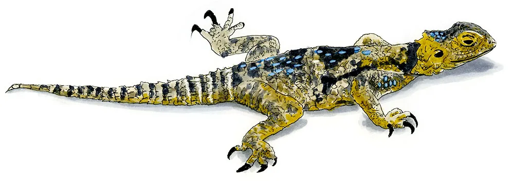 Ink and watercolor illustration of a roughtail rock agama (Stellagama stellio), a spiny yellow and black lizard, from Paros.